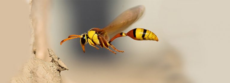 Se Faire Piquer Par Une Guêpe Symbolique