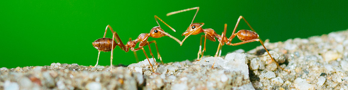 La fourmi rouge - ASPIVENIN